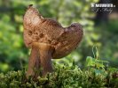 Bitter Bolete