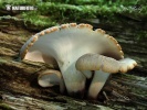 Black-footed Polypore