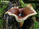 Black-footed Polypore