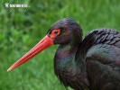 Black Stork