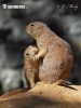 Black-tailed Prairie Dog