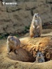 Black-tailed Prairie Dog