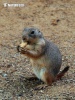 Black-tailed Prairie Dog