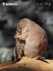 Black-tailed Prairie Dog