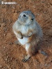 Black-tailed Prairie Dog