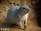 Black-tailed Prairie Dog