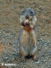 Black-tailed Prairie Dog