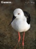 Black-winged Stilt