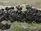 Black Witches' Butter