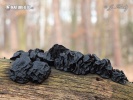 Black Witches' Butter