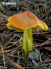 Blackening Waxcap