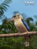 Blåvingad kookaburra