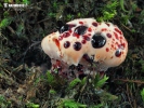 Bleeding tooth fungus