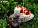 Bleeding tooth fungus