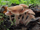 bleke Collybia