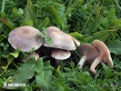 Blewit - Lepista luscina