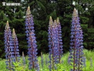 Blomsterlupin