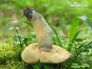 Blueing Bolete