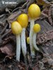 bolbitie jaune d'oeuf