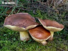 Bolete - Suillus collinitus