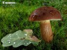 Boletus badius