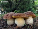 Boletus depilatus