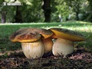 Boletus depilatus