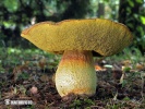 Boletus depilatus