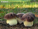 Boletus depilatus