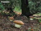 Boletus depilatus