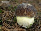 Boletus depilatus