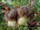 Boletus depilatus