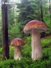 Boletus edulis