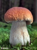 Boletus edulis