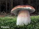 Boletus edulis