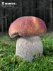 Boletus edulis