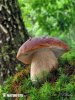 Boletus edulis