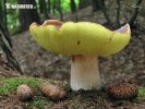 Boletus edulis