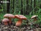 Boletus legaliae