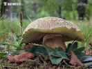 Boletus radicans