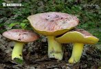 Boletus regius