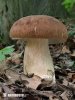 Boletus reticulatus