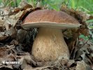 Boletus reticulatus