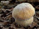 Boletus reticulatus