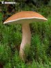 Bovine Bolete