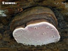 Bracket - Fomitopsis rosea