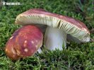 Brittlegill - Russula graveolens