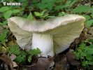 Brittlegill - Russula grisea