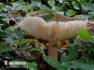 Broad-Gilled Agaric