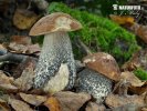 Brown Birch Bolete